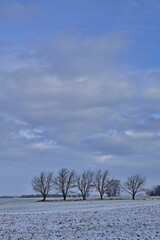 Bäume im Schnee in Ungarn, Nähe Csorna