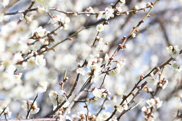 白色の梅の花