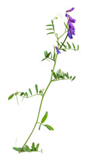 Mouse pea (Vicia cracca) branch with flowers isolated on white background. Summer wild plants
