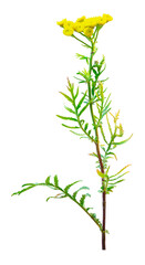 Tansy (Tanacetum vulgare) branch with flowers isolated on white background. Summer wild plants