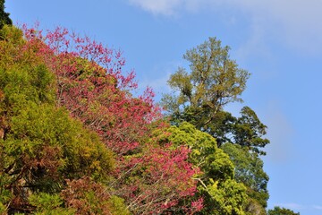 Blooming red and white sakura scenery in the mountains of Taiwan.