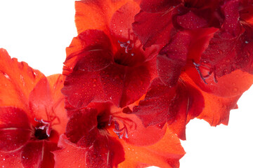 Bright red gladiolus in water drops. Beautiful flower background