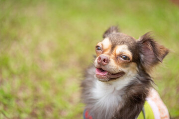 Long haired chihuahua dog playing