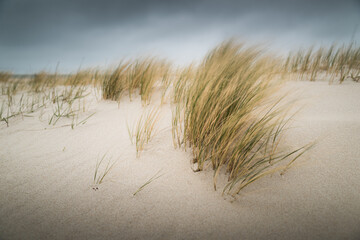 Waving grass in stormy winds on sand dunes during bad weather on Sylt island Germany
