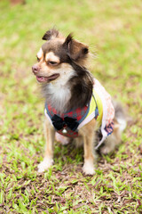 Long haired chihuahua dog playing