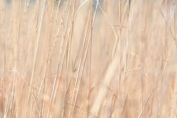 Fototapeta premium 雑草