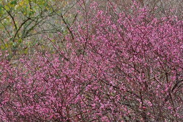 Blooming red and white sakura scenery in the mountains of Taiwan.