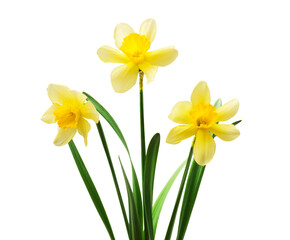 Obraz premium Spring floral border, beautiful fresh daffodils flowers, isolated on white background. Selective focus