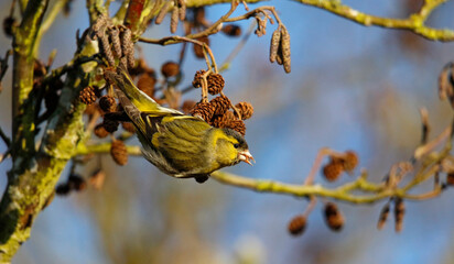 Male siskin feeding on alder seeds in the woods