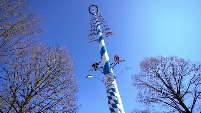 A decorated maypole in the Bavarian blue and white color. The maypole stands in munich, the capital of bavaria and is surrounded by trees in the park