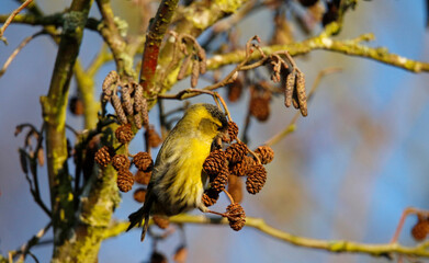 Male siskin feeding on alder seeds in the woods