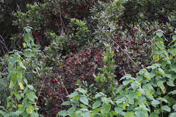 red berries surrounded by green foliage