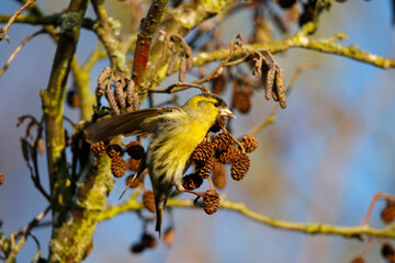 Male siskin feeding on alder seeds in the woods