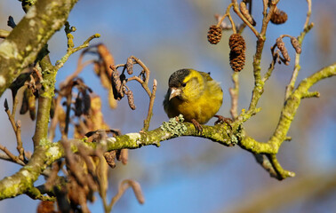 Male siskin feeding on alder seeds in the woods