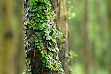 Parasitic vine wrapped around tree trunk in tropical forest