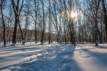 Sunny day in the frosty forest in the winter season. Landscape with forest and perfect sunlight with snow and clean sky. Beatuful contrast of snow shapes and shadows