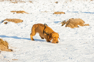 Heerllijk in de sneeuw