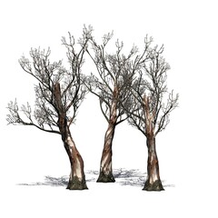 a group of Red Gum trees in winter with shadow on the floor - isolated on white background - 3D Illustration