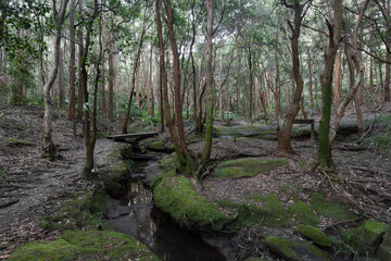 A small creek in the rainforest.