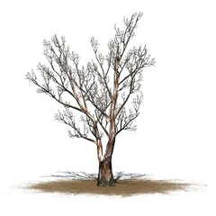 Red Gum tree in winter on sand area with shadow on the floor - isolated on white background - 3D Illustration