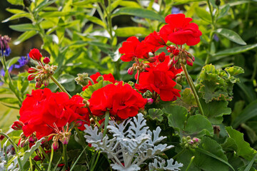 Beautiful red flowers growing on the lawn