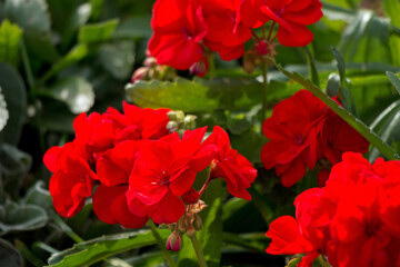 Beautiful red flowers growing on the lawn