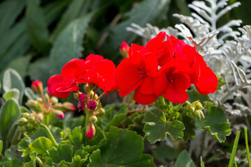 Beautiful red flowers growing on the lawn