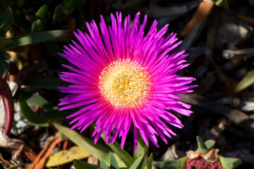 Beautiful purple flower growing on the lawn