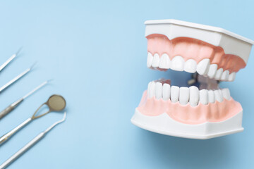 Fototapeta premium Artificial jaw and dental mirror, tweezers and probe on a blue background