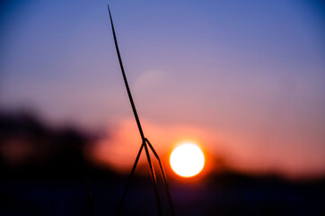 Beautiful sunset in the field 