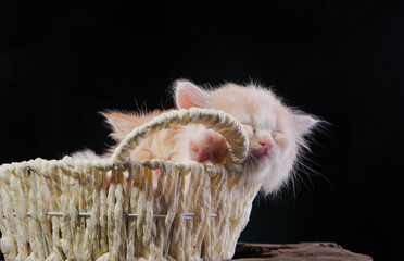 Kittens ready to sleep together in a basket