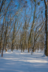 Sunny day in the frosty forest in the winter season. Landscape with forest and perfect sunlight with snow and clean sky. Beatuful contrast of snow shapes and shadows