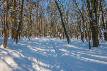 Sunny day in the frosty forest in the winter season. Landscape with forest and perfect sunlight with snow and clean sky. Beatuful contrast of snow shapes and shadows