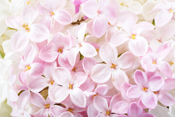 Floral background of light pink  tiny flowers of Lilac. Flat lay. Top view. Selective focus.