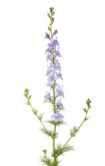 Naklejka premium Light lilac Delphinium isolated on white background.