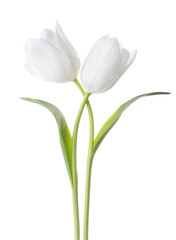 Two white Tulips isolated on white background.
