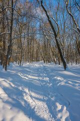 Sunny day in the frosty forest in the winter season. Landscape with forest and perfect sunlight with snow and clean sky. Beatuful contrast of snow shapes and shadows