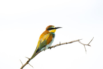 Kruger National Park: European bee-eater