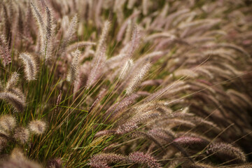 field plants close-up soft focus, natural background.