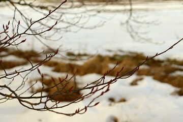 fluffy fur seals on a tree spring flowering of nature