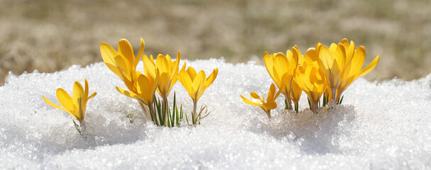 Spring flowers grow under the snow, a beautiful composition for Easter cards. Yellow crocuses in...