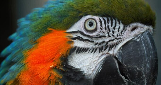 Very close-up of a parrot macaw