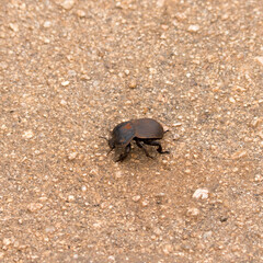 Kruger National Park: Dung beetle