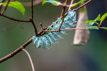 Huge Atlas Moth Caterpillars