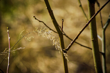 last year's grass among young Christmas trees