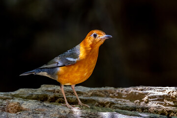 Orange-Headed Thrush, Geokichla Citrina in natural behavior