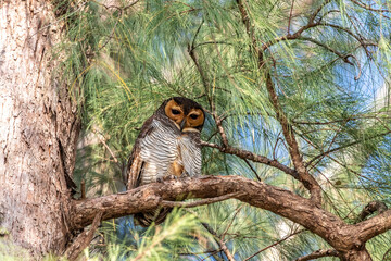 Spotted wood owl in Day time