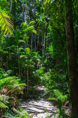 Rainforest on Fraser Island in Queensland, Australia