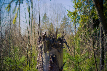 broken tree trunk in spring