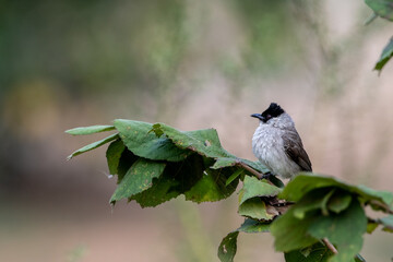 In natural behavior Sooty-headed bulbul